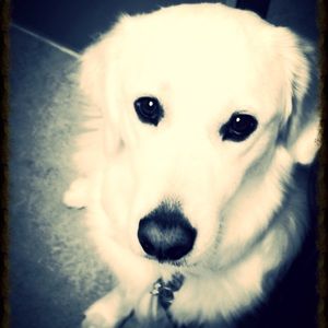 Meet your Posher, Luca